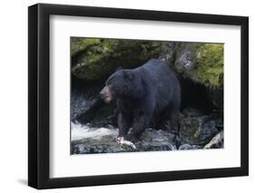 Black Bear Eating Fish in Stream-DLILLC-Framed Photographic Print