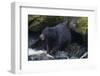 Black Bear Eating Fish in Stream-DLILLC-Framed Photographic Print