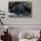 Black Bear Eating Fish in Stream-DLILLC-Stretched Canvas displayed on a wall