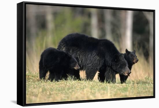 Black Bear Female with Cubs Two, Great Smoky Mountains National Park, Tennessee-Richard and Susan Day-Framed Stretched Canvas