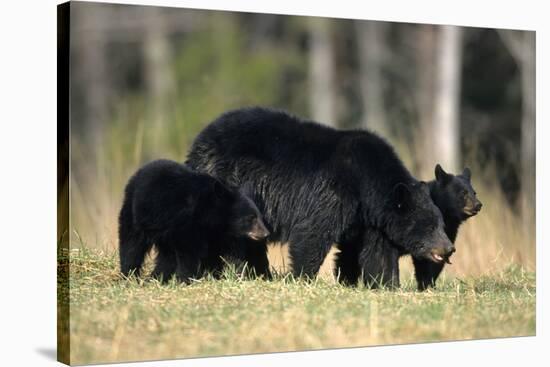 Black Bear Female with Cubs Two, Great Smoky Mountains National Park, Tennessee-Richard and Susan Day-Stretched Canvas