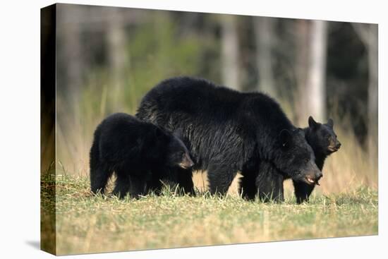 Black Bear Female with Cubs Two, Great Smoky Mountains National Park, Tennessee-Richard and Susan Day-Stretched Canvas