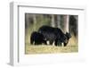 Black Bear Female with Cubs Two, Great Smoky Mountains National Park, Tennessee-Richard and Susan Day-Framed Photographic Print