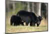 Black Bear Female with Cubs Two, Great Smoky Mountains National Park, Tennessee-Richard and Susan Day-Mounted Photographic Print