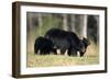 Black Bear Female with Cubs Two, Great Smoky Mountains National Park, Tennessee-Richard and Susan Day-Framed Photographic Print