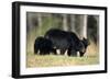 Black Bear Female with Cubs Two, Great Smoky Mountains National Park, Tennessee-Richard and Susan Day-Framed Photographic Print