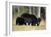 Black Bear Female with Cubs Two, Great Smoky Mountains National Park, Tennessee-Richard and Susan Day-Framed Photographic Print