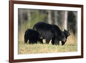 Black Bear Female with Cubs Two, Great Smoky Mountains National Park, Tennessee-Richard and Susan Day-Framed Photographic Print