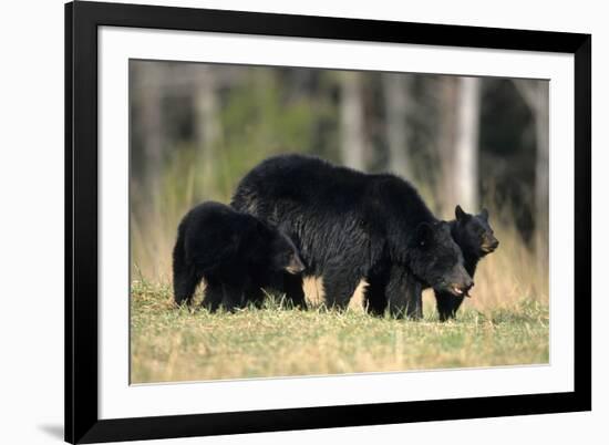 Black Bear Female with Cubs Two, Great Smoky Mountains National Park, Tennessee-Richard and Susan Day-Framed Photographic Print