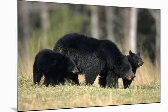 Black Bear Female with Cubs Two, Great Smoky Mountains National Park, Tennessee-Richard and Susan Day-Mounted Photographic Print