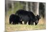 Black Bear Female with Cubs Two, Great Smoky Mountains National Park, Tennessee-Richard and Susan Day-Mounted Photographic Print