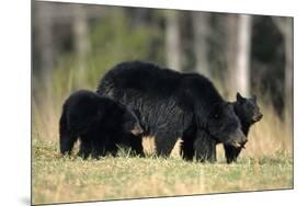 Black Bear Female with Cubs Two, Great Smoky Mountains National Park, Tennessee-Richard and Susan Day-Mounted Photographic Print