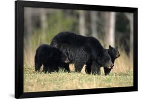 Black Bear Female with Cubs Two, Great Smoky Mountains National Park, Tennessee-Richard and Susan Day-Framed Photographic Print