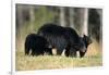 Black Bear Female with Cubs Two, Great Smoky Mountains National Park, Tennessee-Richard and Susan Day-Framed Photographic Print