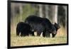 Black Bear Female with Cubs Two, Great Smoky Mountains National Park, Tennessee-Richard and Susan Day-Framed Photographic Print