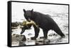 Black Bear Fishing-MaryAnn McDonald-Framed Stretched Canvas