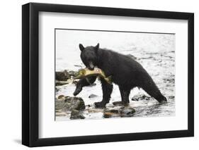 Black Bear Fishing-MaryAnn McDonald-Framed Photographic Print