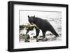 Black Bear Fishing-MaryAnn McDonald-Framed Photographic Print