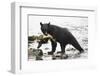 Black Bear Fishing-MaryAnn McDonald-Framed Photographic Print