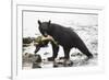 Black Bear Fishing-MaryAnn McDonald-Framed Photographic Print