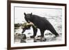 Black Bear Fishing-MaryAnn McDonald-Framed Photographic Print