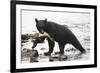 Black Bear Fishing-MaryAnn McDonald-Framed Photographic Print