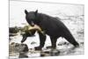 Black Bear Fishing-MaryAnn McDonald-Mounted Photographic Print