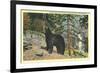 Black Bear, Glacier Park, Montana-null-Framed Premium Giclee Print