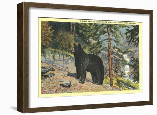 Black Bear, Glacier Park, Montana-null-Framed Art Print