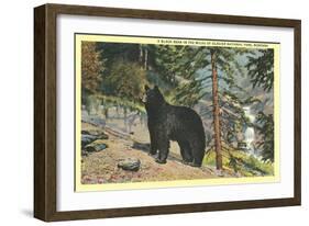 Black Bear, Glacier Park, Montana-null-Framed Art Print