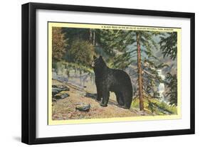 Black Bear, Glacier Park, Montana-null-Framed Art Print