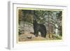 Black Bear, Glacier Park, Montana-null-Framed Art Print