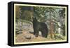 Black Bear, Glacier Park, Montana-null-Framed Stretched Canvas