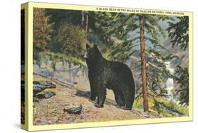 Black Bear, Glacier Park, Montana-null-Stretched Canvas