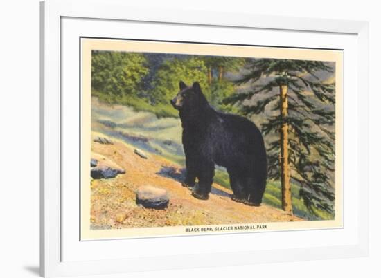 Black Bear, Glacier Park, Montana-null-Framed Art Print