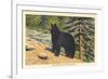 Black Bear, Glacier Park, Montana-null-Framed Art Print