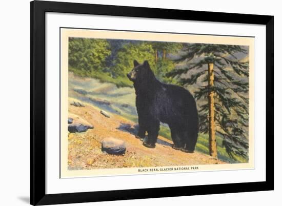 Black Bear, Glacier Park, Montana-null-Framed Art Print