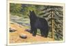 Black Bear, Glacier Park, Montana-null-Mounted Art Print
