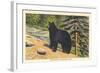 Black Bear, Glacier Park, Montana-null-Framed Art Print