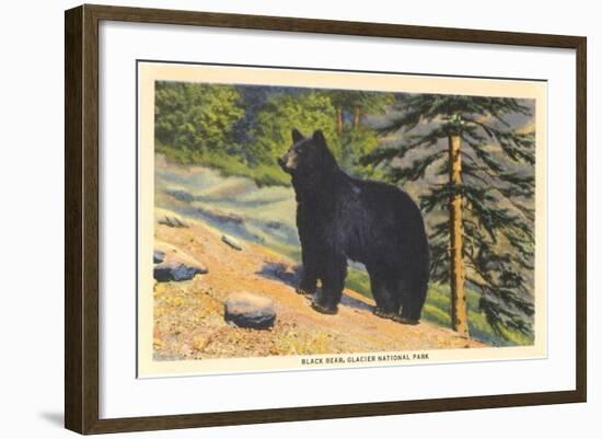 Black Bear, Glacier Park, Montana-null-Framed Art Print