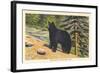 Black Bear, Glacier Park, Montana-null-Framed Art Print