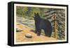 Black Bear, Glacier Park, Montana-null-Framed Stretched Canvas