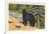 Black Bear, Glacier Park, Montana-null-Framed Art Print