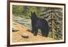 Black Bear, Glacier Park, Montana-null-Framed Art Print