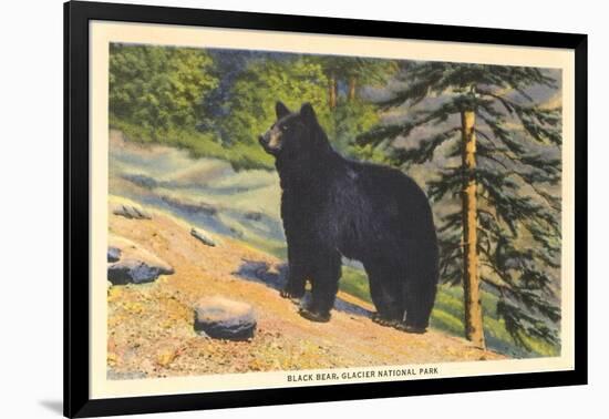 Black Bear, Glacier Park, Montana-null-Framed Art Print