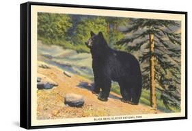 Black Bear, Glacier Park, Montana-null-Framed Stretched Canvas