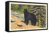 Black Bear, Glacier Park, Montana-null-Framed Stretched Canvas