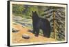 Black Bear, Glacier Park, Montana-null-Framed Stretched Canvas