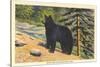 Black Bear, Glacier Park, Montana-null-Stretched Canvas