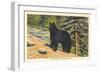 Black Bear, Glacier Park, Montana-null-Framed Art Print